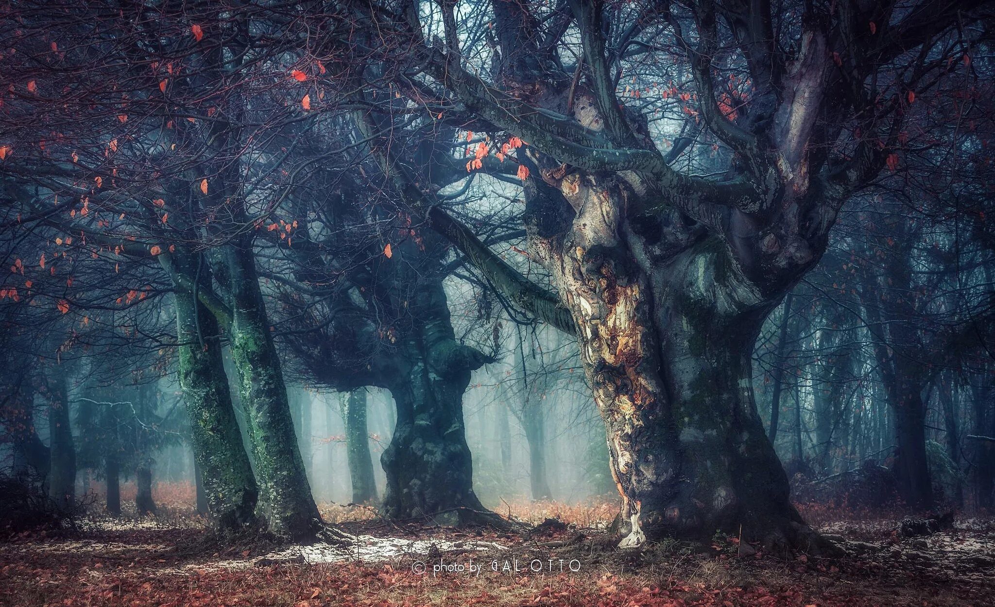 Загадочное дерево. Мистическое дерево. Дремучий лес. Мрачный лес. Деревья в лесу.