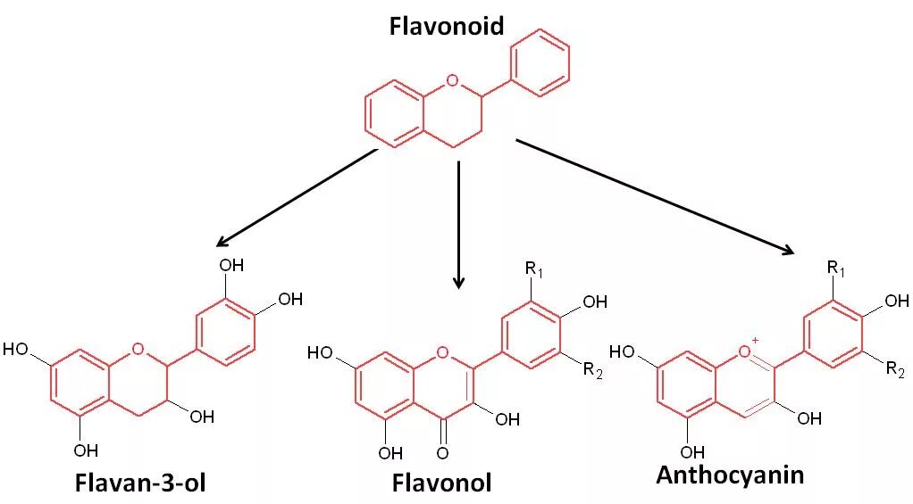 флавоноиды рутин.