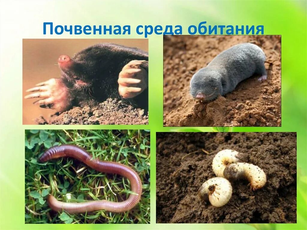 Обитатели почвенной среды. Растения литосферы. Обитатели почвы. Почвенная среда обитания животные. Обитатели почвы.