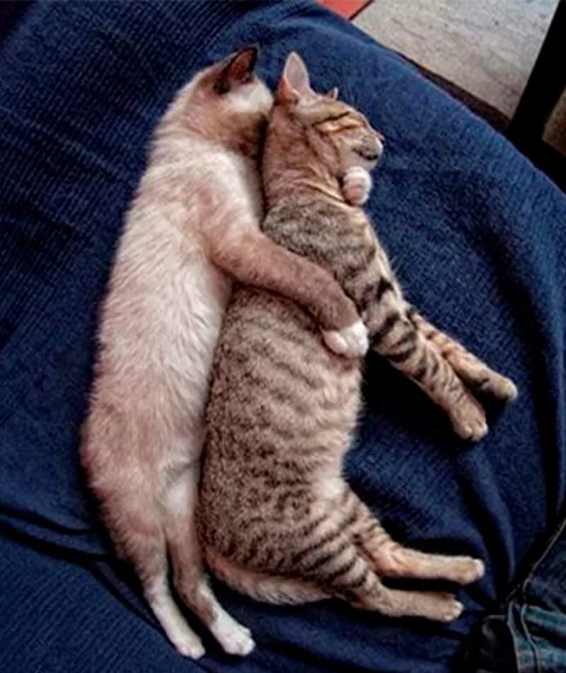 Обнимать спящего. Котики в обнимку. Коты спят в обнимку. Объятия животных.