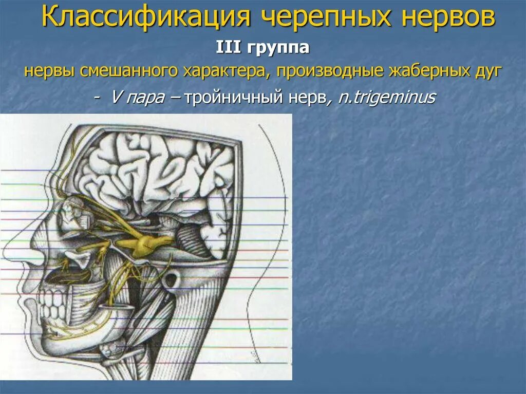 Тройничный нерв (n. trigeminus). V пара черепных нервов – n. trigeminus – тройничный нерв. 3 Пара черепных нервов анатомия. III пары черепных нервов.