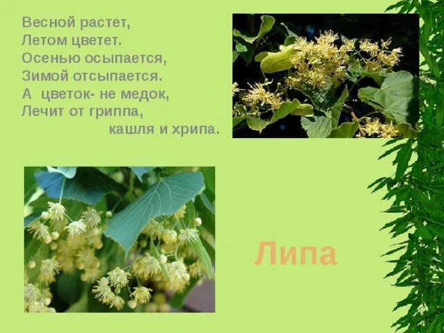 Этой весной вырасти. Этой весной вырасти. Урюк дерево цветет. Хороши весной цветочки текст. Дети-цветы жизни высказывания.