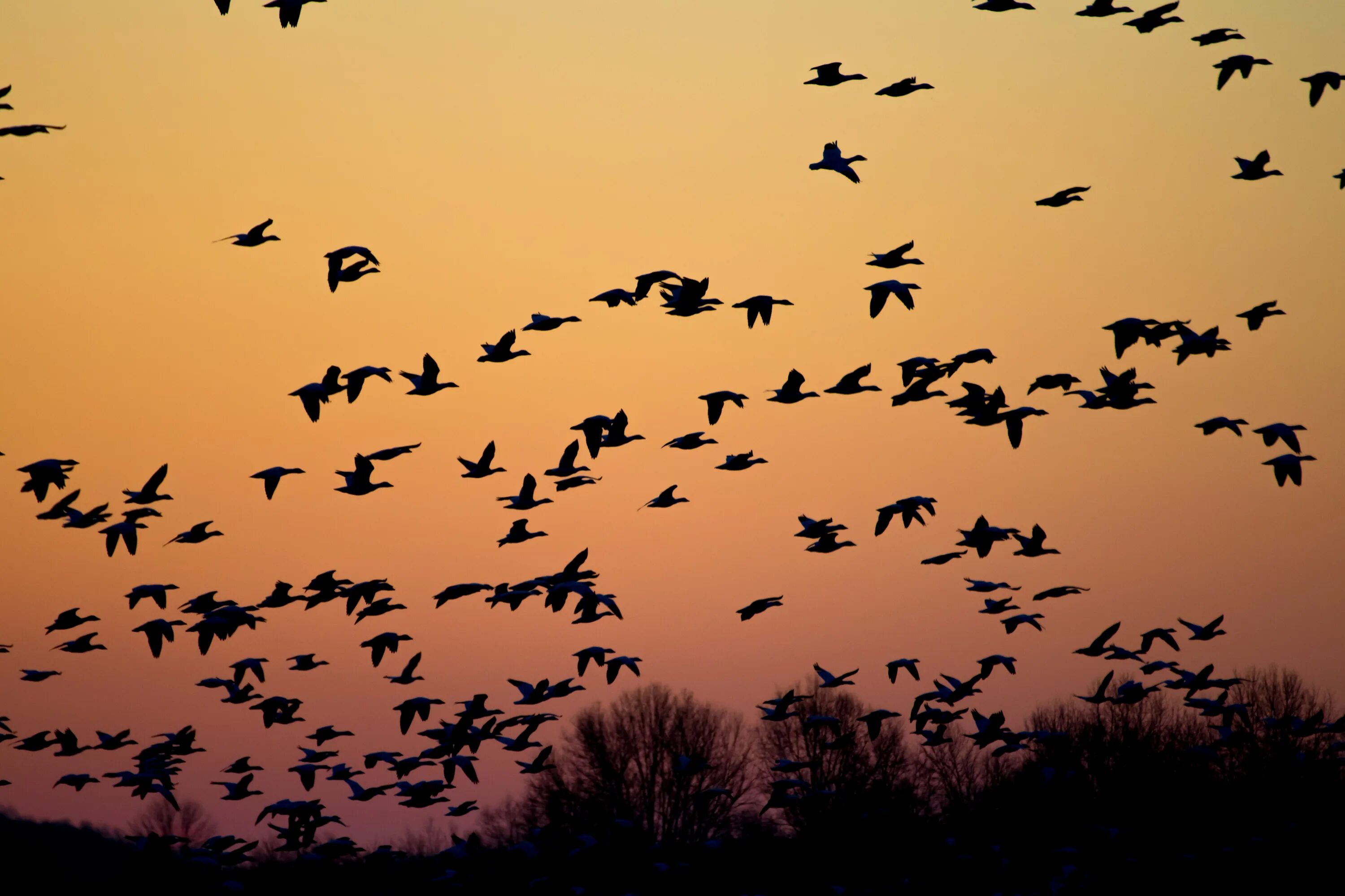 Стая птиц. Стая птиц в небе. Птица летит. Много птиц в небе.