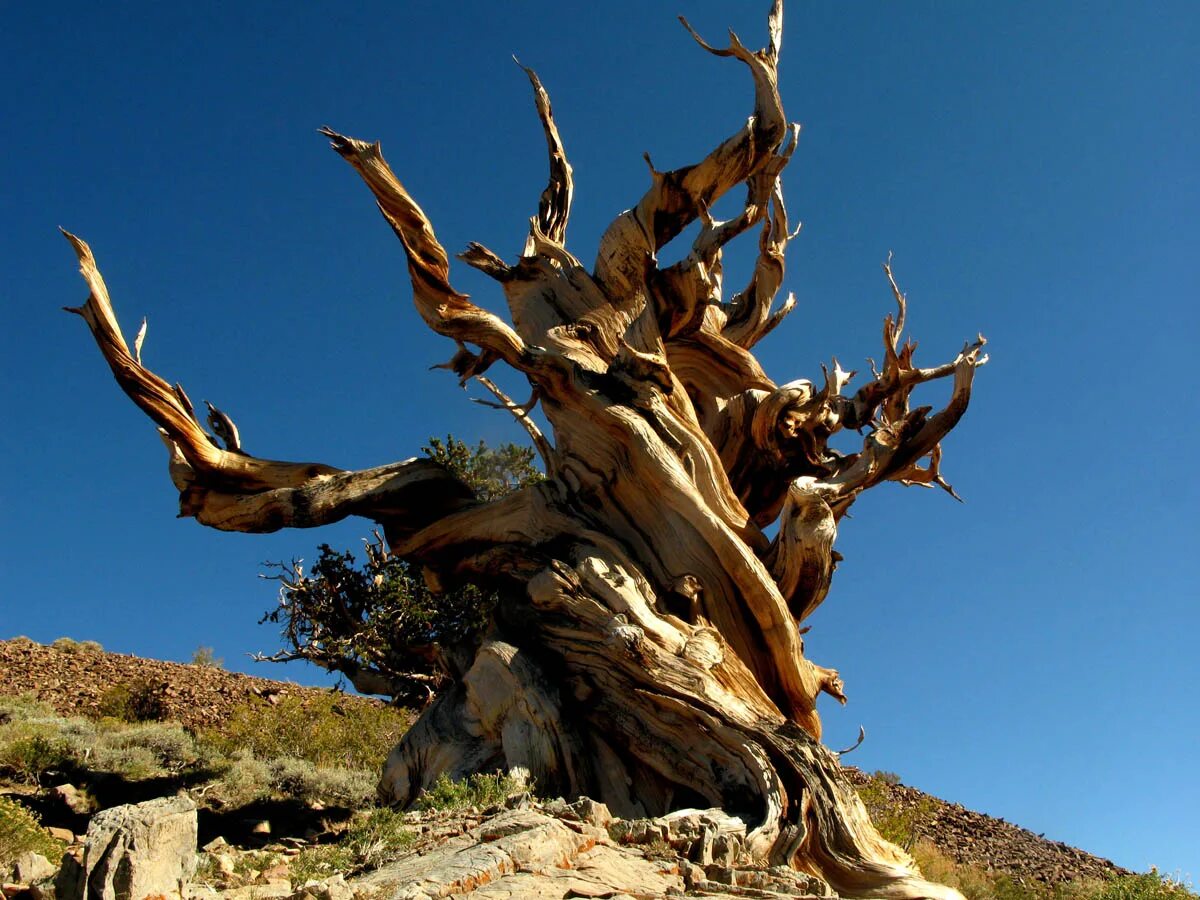 Сосна остистая мафусаил. Сосна остистая мафусаил. Сосна мафусаил. Сосна остистая межгорная. Сосна мафусаил возраст.