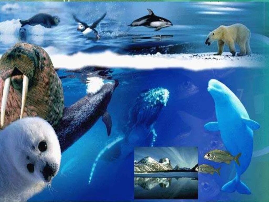 Презентацию животный и растительный мир океана. Органический Мирт Северного Ледовитого океана. Северный Ледовитый океан обитатели океана. Органический мир Северного Ледовитого океана. Северный Ледовитый животный мир.