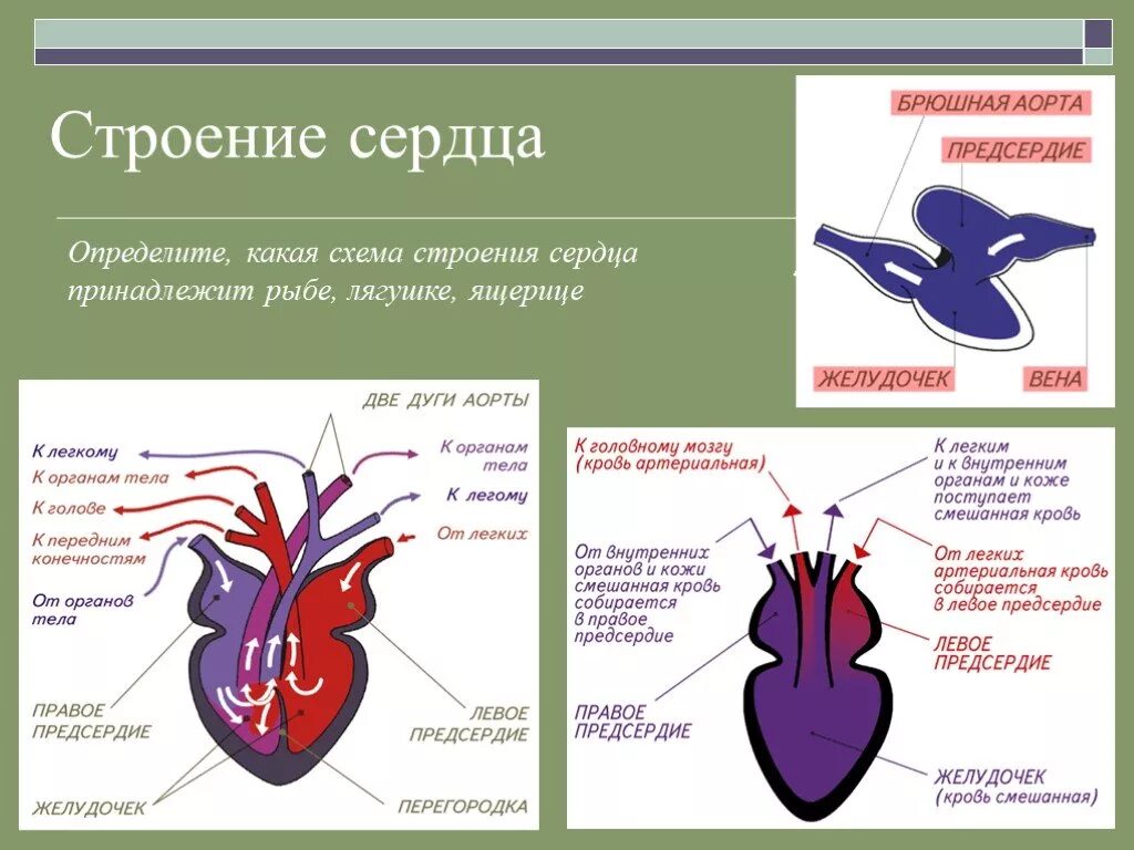 Прыткая ящерица сердце