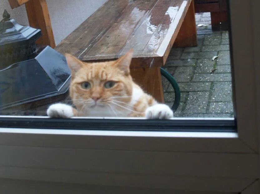 Кот на балконе. Рыжий кот на балконе. Кот на балконе зимой. Рыжий кот на лоджии. Кошки пришла через