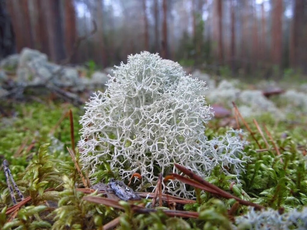 Лишайник олений