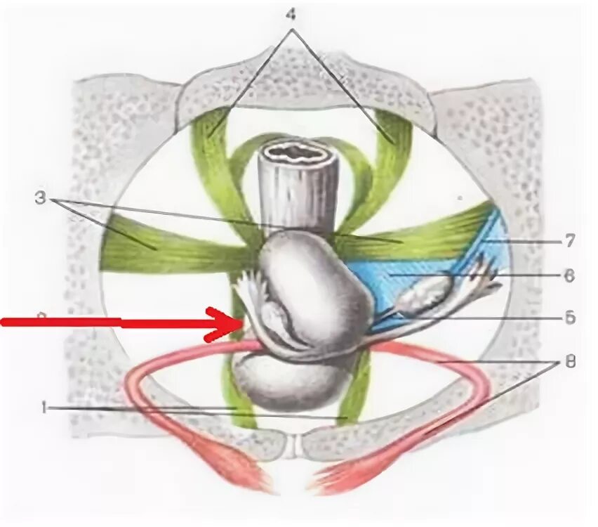 Связочный аппарат малого таза. 1. Связочный аппарат матки и придатков матки.. Связочный аппарат матки подвешивающий и фиксирующий. Связочный аппарат матки анатомия. Женская половая система внутри