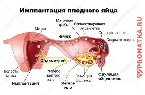 Оплодотворение яйцеклетки в яичниках