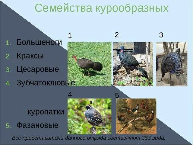 Курообразные отряды птиц. Отряд курообразные представители. отряд курообразные строение. курообразные строение. курообразные птицы представители.