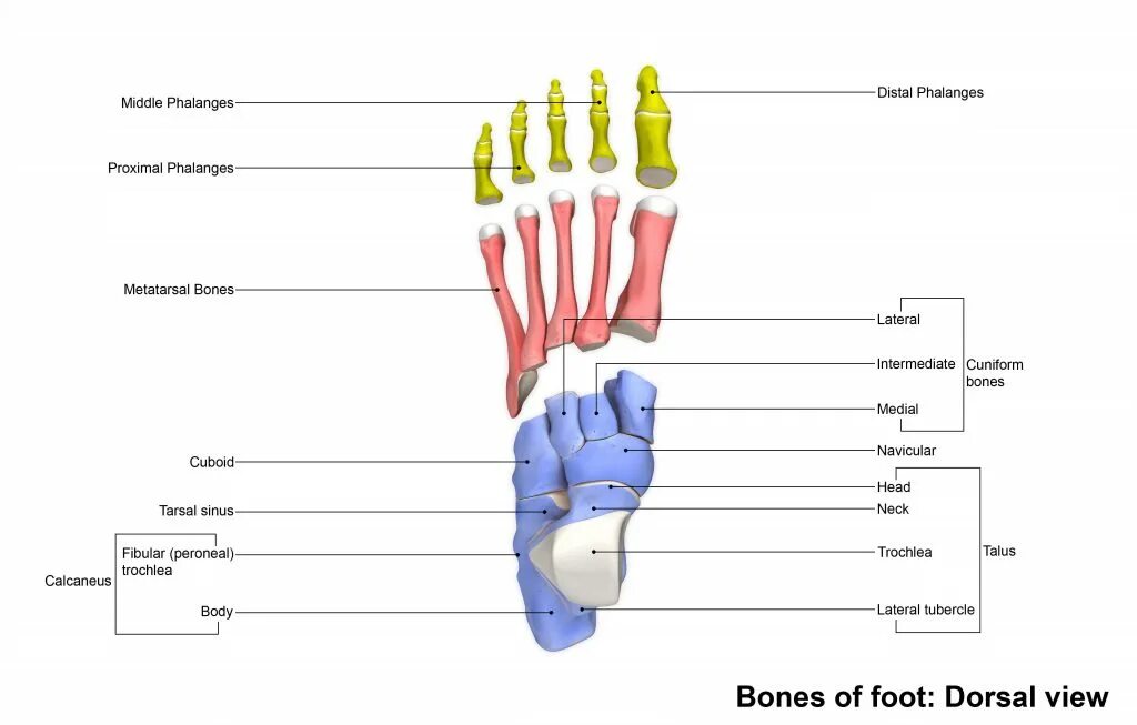 Фаланги стопы. Кости плюсны анатомия. Ладьевидная кость стопы анатомия. Кости пальцев стопы фаланги. Основание проксимальной фаланги 4 пальца стопы.