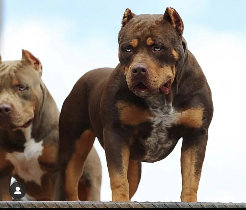 Ам булли порода собак. Булли xl стандарт. Американский булли xl. Американский булли xl xl. Американский бульдог булли.