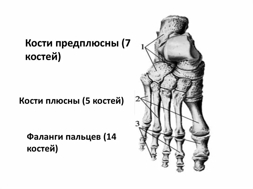 Фаланги стопы. Плюсна и предплюсна. Кости плюсны и предплюсны стопы. Кости предплюсны стопы анатомия. Стопа предплюсна плюсна фаланги пальцев.