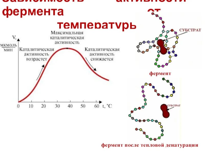 Фермелтальная активность. Ферментативная активность. Механизм влияния PH на активность ферментов. График зависимости активности ферментов от температуры.