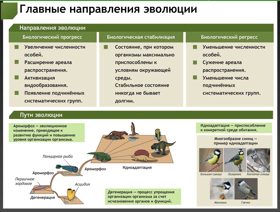 Формы направления эволюции. Основные направления эволюции. Основные направления эволюционного процесса. Основные направления эволюции таблица.