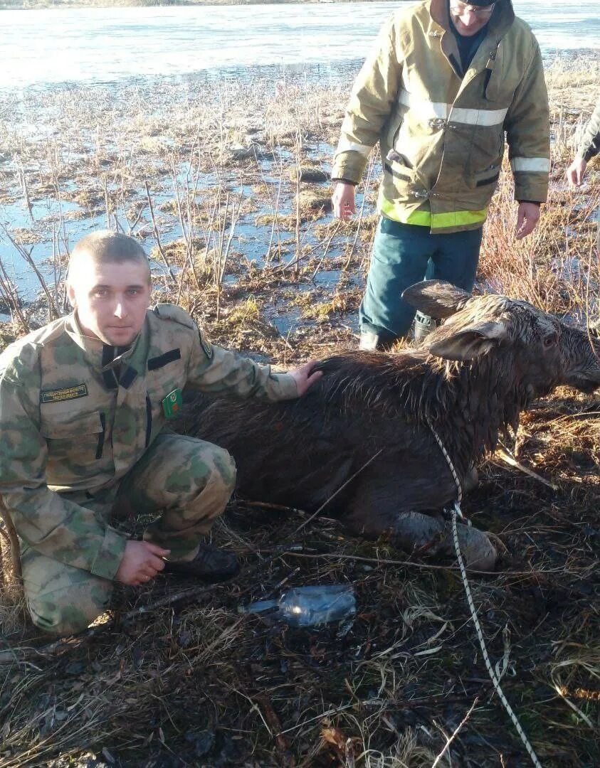 Спас лося. Фотография лося. Лось в Оренбургской области. Спасение лося в Тверской области МЧС.