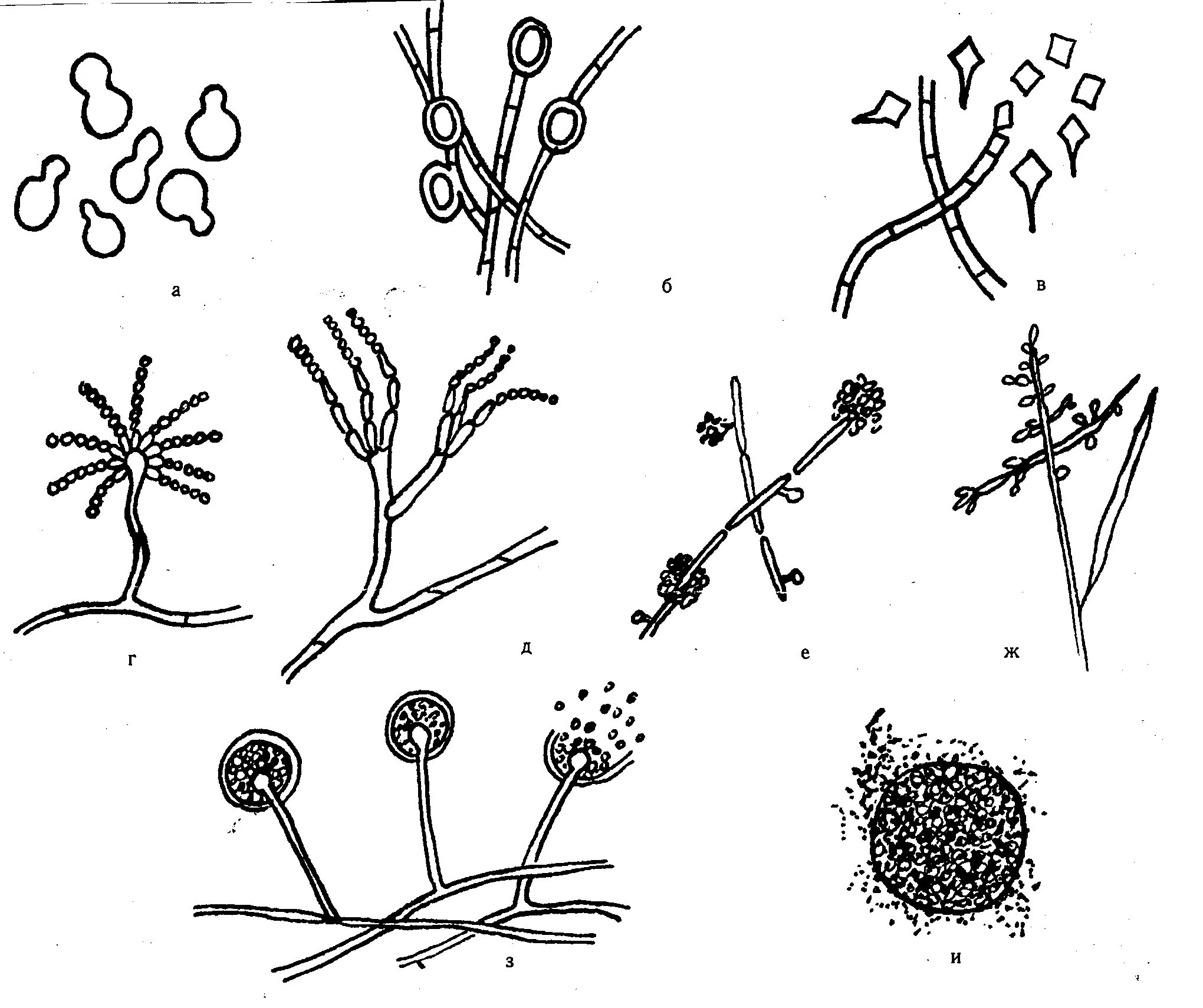 Candida псевдомицелий бластоспоры. Спорангии, конидиеносцы, конидии.. Конидии аспергилла. Aspergillus бластоспоры микроскопия. Вегетативный мицелий грибов