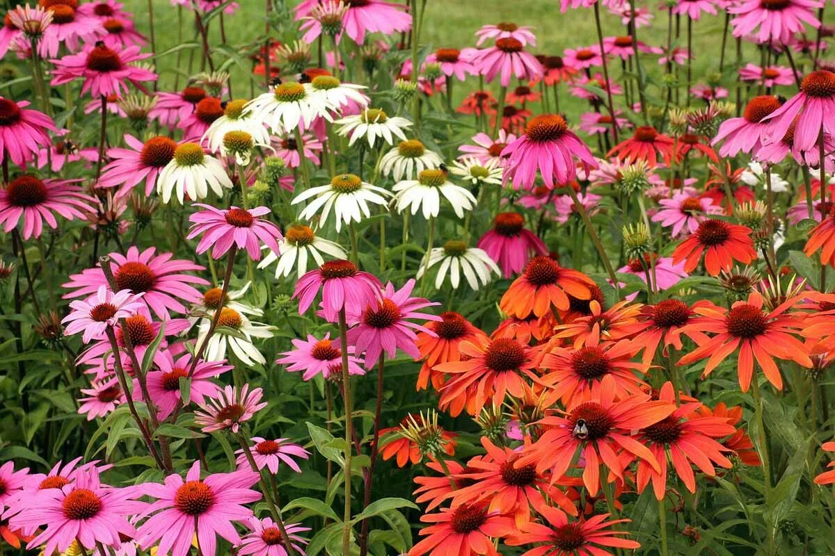 Многолетняя посадка и уход фото. Эхинацея пурпурная. Эхинацея (Echinacea) purpurea. Эхинацея (Echinacea). Эхинацея пурпурная микс.