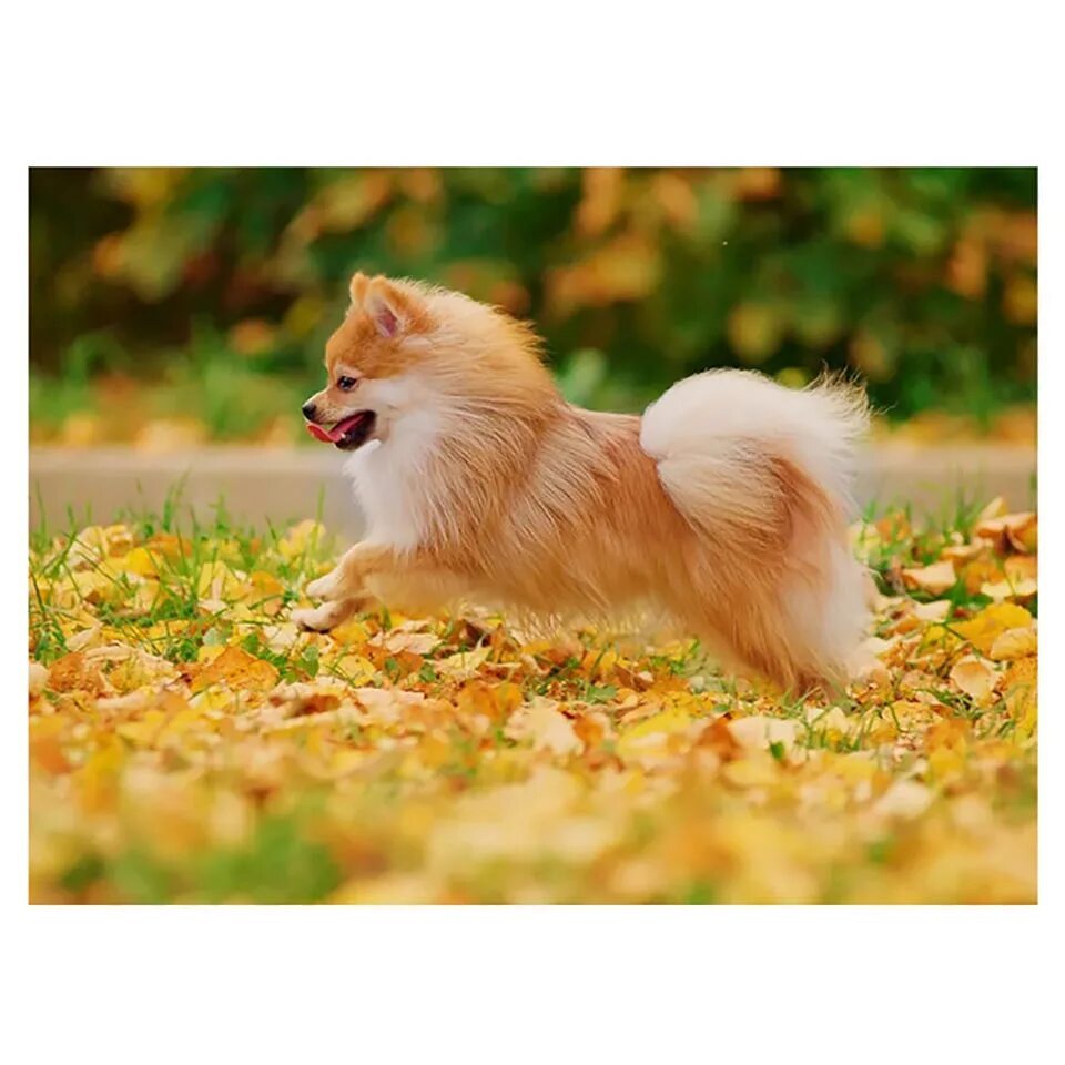 померанский шпиц лисенок. померанский лисий шпиц. померанский шпиц лисичка. померанский лисий шпиц. померанский шпиц лисичка.