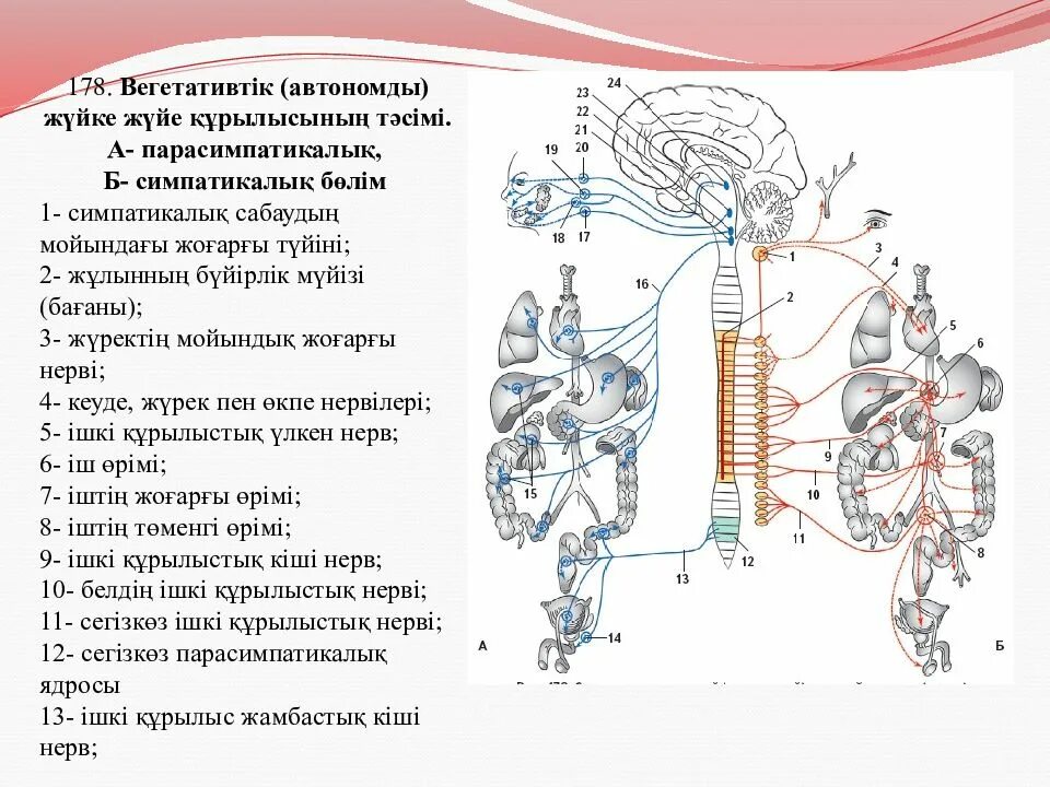 Жүйке жүйесі презентация. Нерв жүйесі. Вегетативтік жүйке жүйесі презентация. Жүйке физиологиясы презентация.