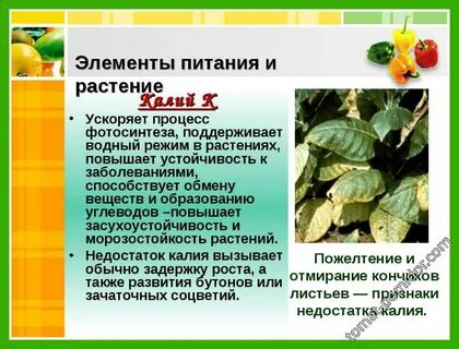 Калий для растений для чего нужен кратко