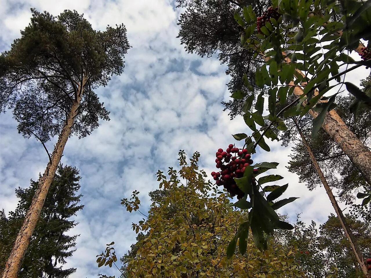 Пермь гайва экологическая тропа экскурсия. Тропы пермь. Пермь. Экологическая тропа серебряный меридиан. Экологический парк егошихинская долина.