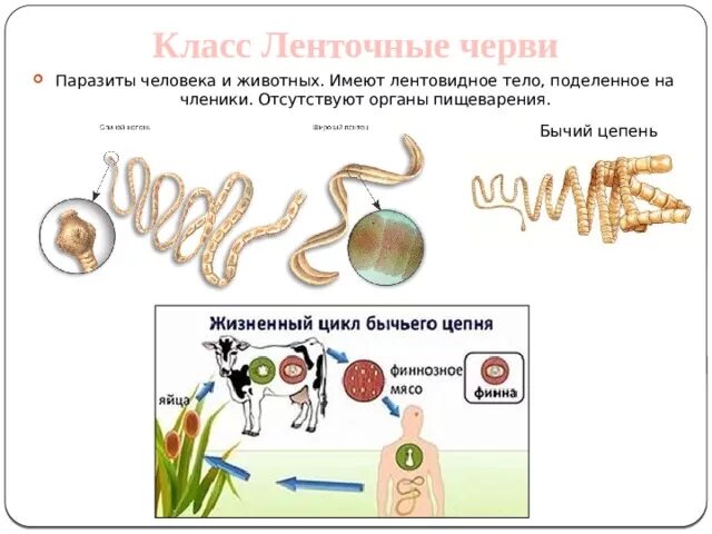 Паразитические ленточные черви. Пищеварительная система бычьего цепня. Класс ленточные черви пищеварительная система. Тело червей разделено на