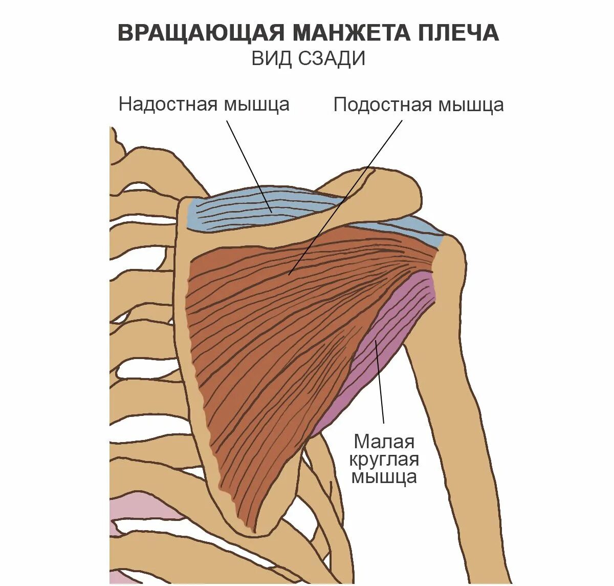 Ретракция надостной мышцы. Ротаторная манжета плечевого сустава анатомия. мышцы ротаторной манжеты плеча анатомия. мышцы ротаторной манжеты плечевого сустава. мышцы вращающей манжеты плеча.