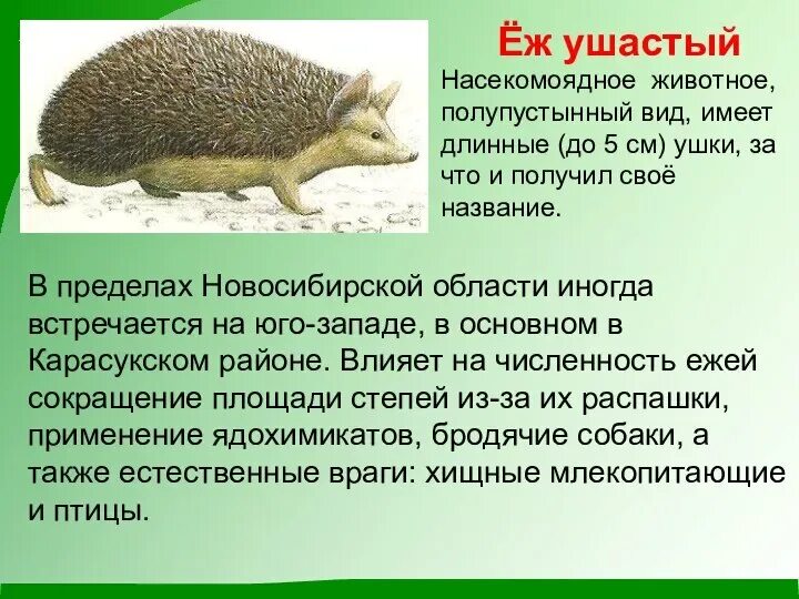 Картинки ЖИВОТНЫЕ ЗАНЕСЕННЫЕ В КРАСНУЮ КНИГУ НОВОСИБИРСКУЮ