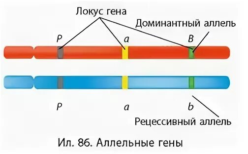 Гамета содержит аллельные гены