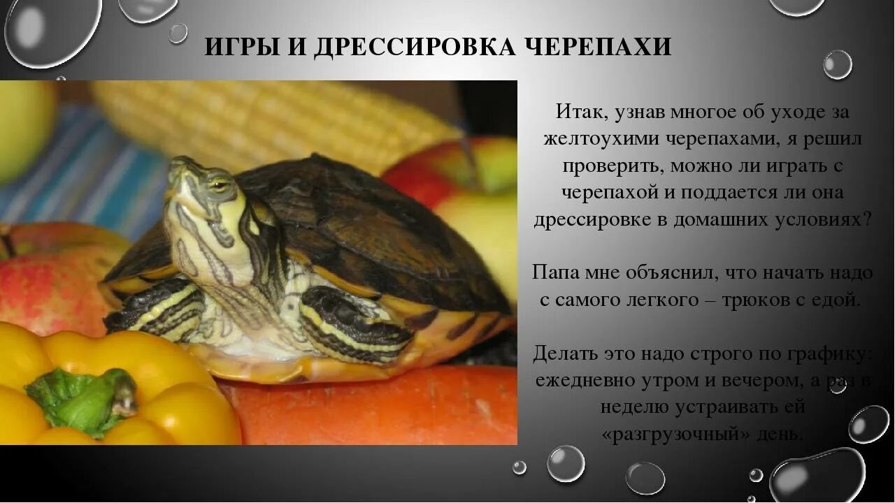 Почему черепахи издают звуки. Красноухая и желтоухая черепаха различия. дрессированные черепахи. желтоухая черепаха содержание в домашних условиях.