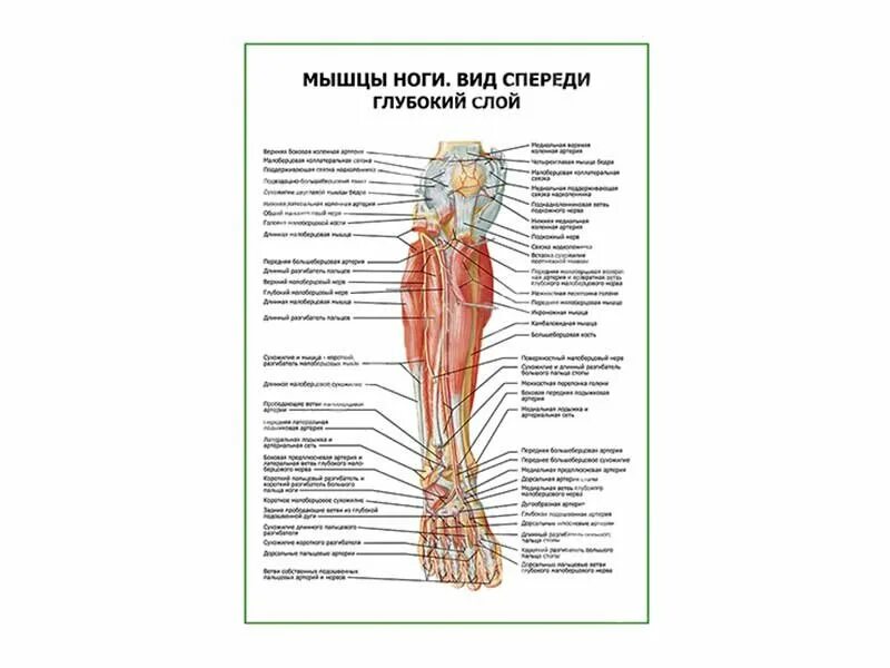 Отек косточки сбоку стопы. Боль в стопе спереди. Боль в стопе спереди. Боль в стопе спереди. Стопы.