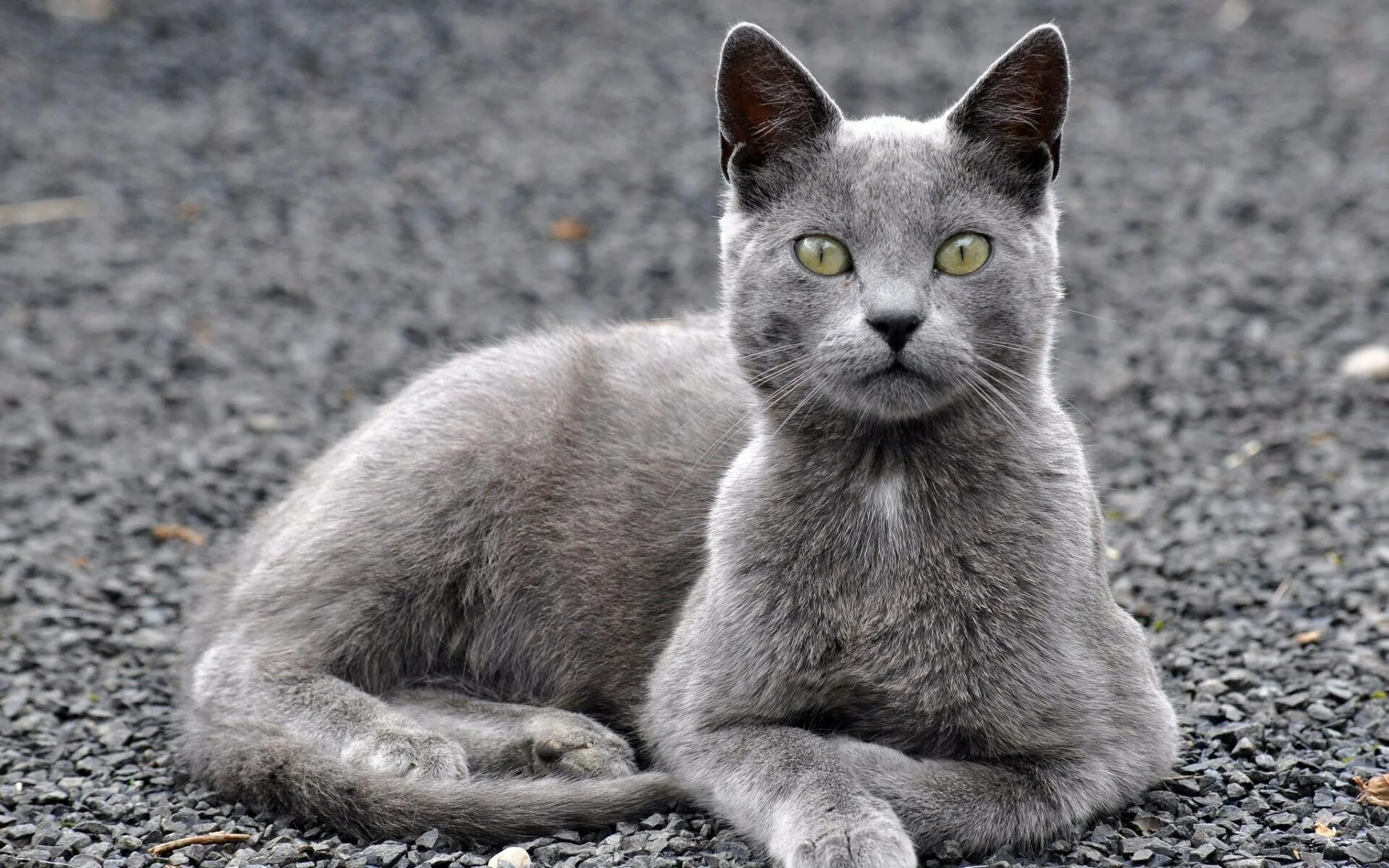 Шартрез кот полосатый. Светло серая кошка. Кот серый. Кто в сером коте. Кот британец пепельный.