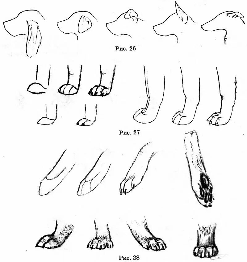 Как рисовать лапку. Лапы лисы сбоку. Лапа рисунок. Лапки нарисованные.