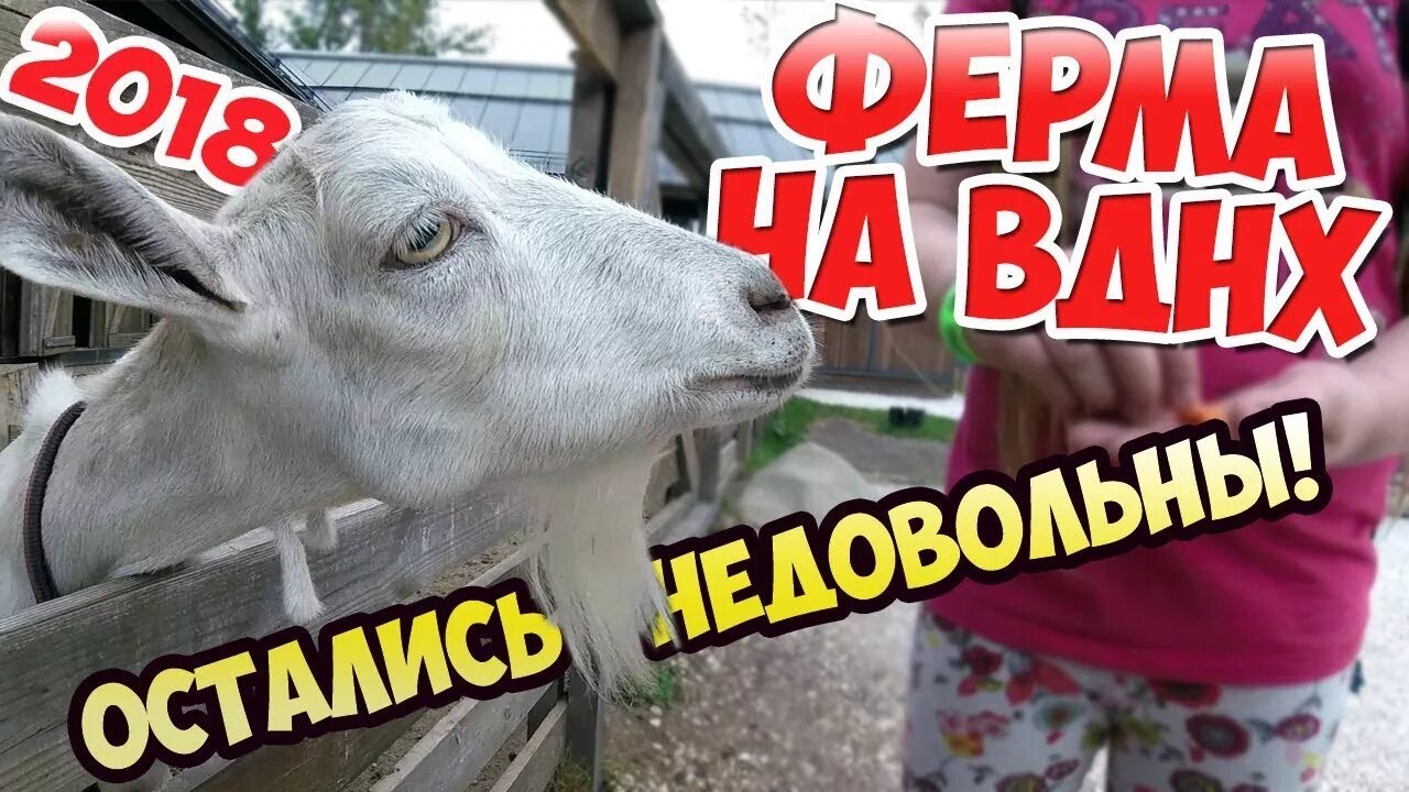 Городская ферма на ВДНХ. Мини зоопарк на ВДНХ. Городская ферма на ВДНХ животные. Контактный зоопарк вднх