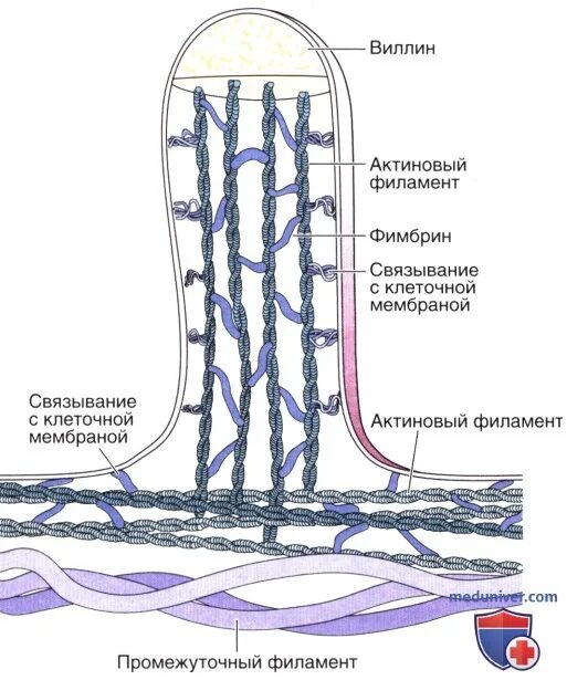 Микроворсинки гистология. Строение микроворсинки гистология. микроворсинки клетки строение. строение микроворсинок. микроворсинки цитоскелет.