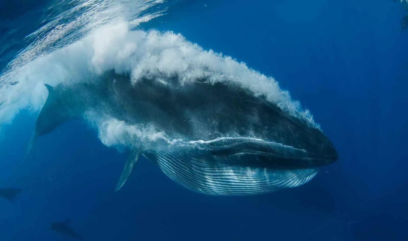 Голубой кит Balaenoptera musculus. Сейвал (ивасевый кит). Кит полосатик. Полосатик Брайда.