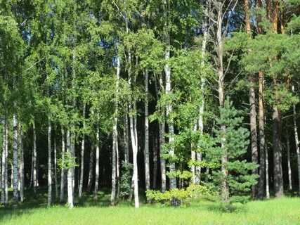 Хвойно березовый лес