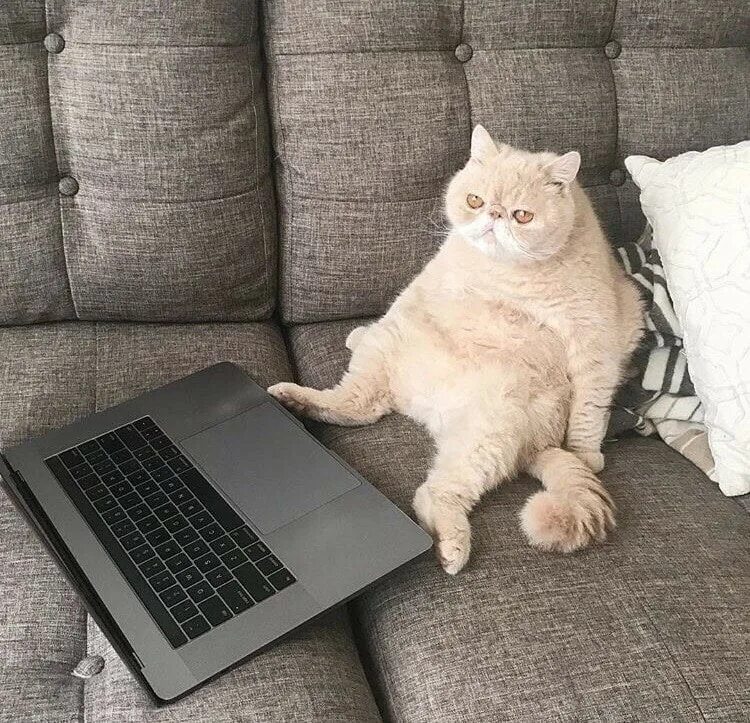 Cat programming