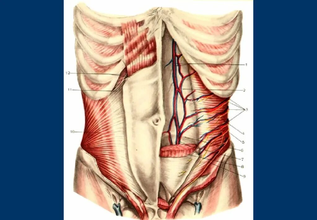 Стенка анатомия. Передняя брюшная стенка живота топографическая анатомия. Апоневроз передней брюшной стенки анатомия. Спигелиевая линия живота анатомия. Мышцы передней брюшной стенки послойно.