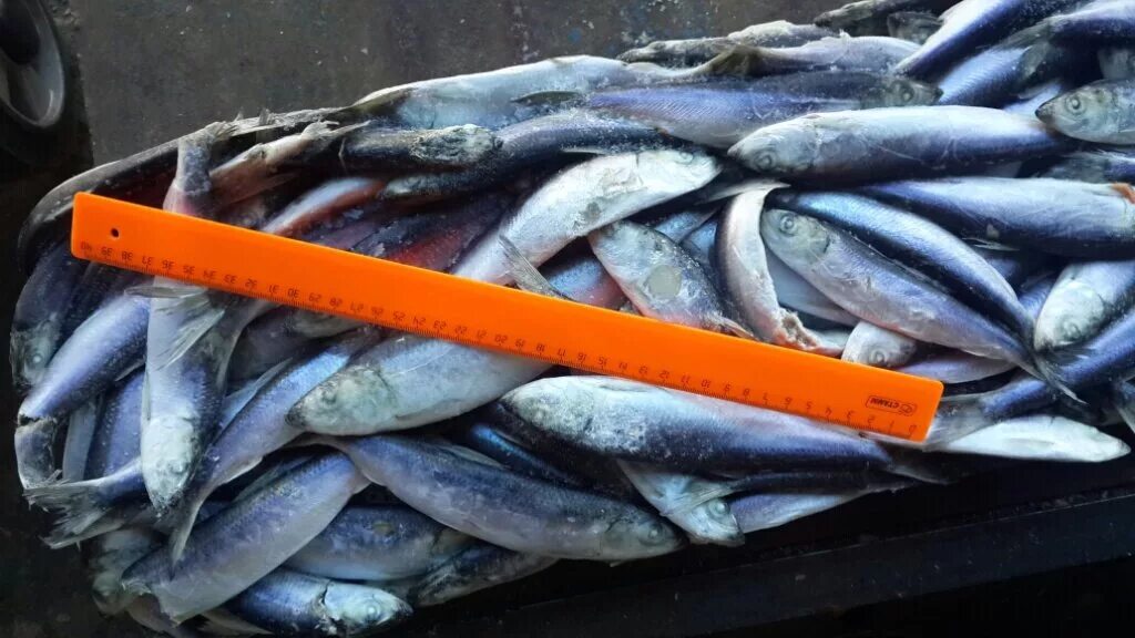 тула рыба балтик продукт. балтик продукт тула демонстрации. балтик продукт тула демонстрации. балтик продукт тула прайс-лист. балтик продукт тула демонстрации.