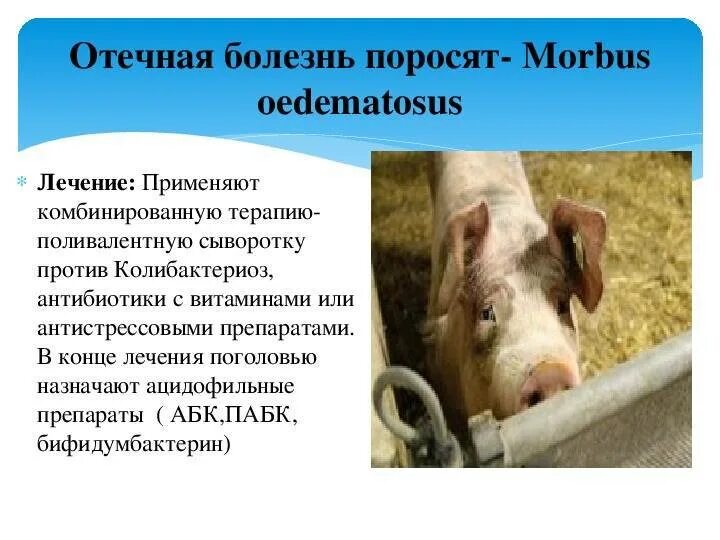 Соль свиньям