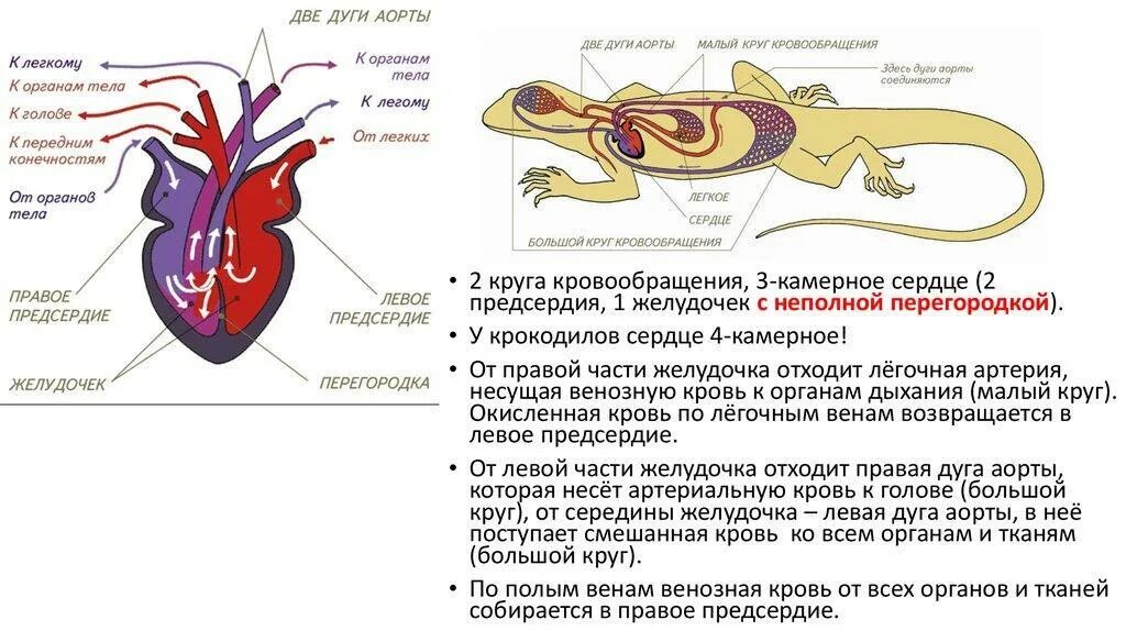 Кровеносная система крокодила схема. Кровеносная система пресмыкающихся крокодила. Пресмыкающиеся кровеносная система функции. Круги кровообращения ящерицы схема.