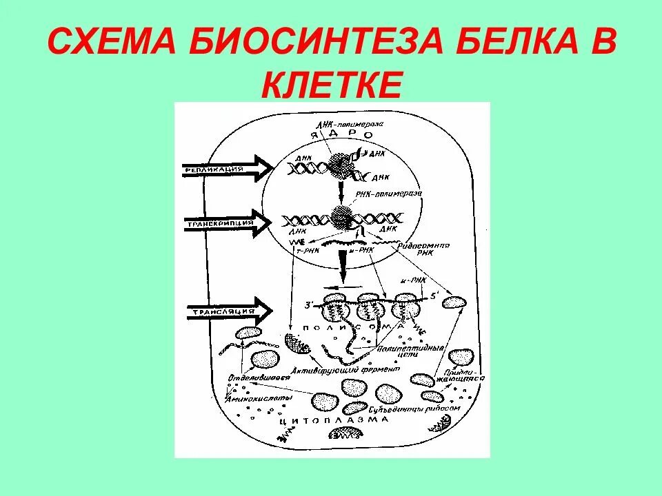 Схема биосинтеза белка. Схема синтеза белка в клетке. Схема биосинтеза белка в живой клетке рис 17. Схема биосинтеза белка в живой клетке 9 класс биология Пономарева. Биосинтез Синтез белка в клетке.