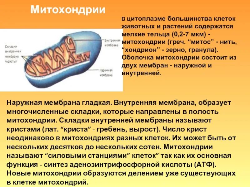 Наружная и внутренняя мембрана клетки. Складки внутренней мембраны митохондрий. Внутренне содержимое митохондрии. Складки внутренней мембраны митохондрии образуют:. Строение внутренней мембраны митохондрий.