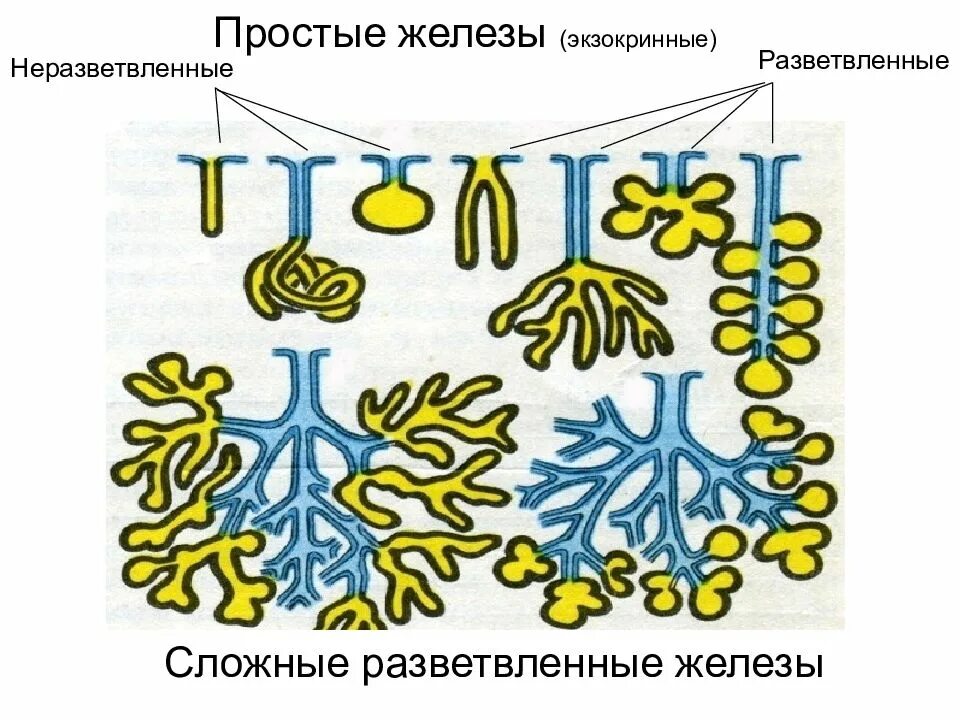 Простая и разветвленная экзокринная железа. Простые и сложные экзокринные железы. Экзокринная железа разветвленная:. Классификация сложных экзокринных желез.