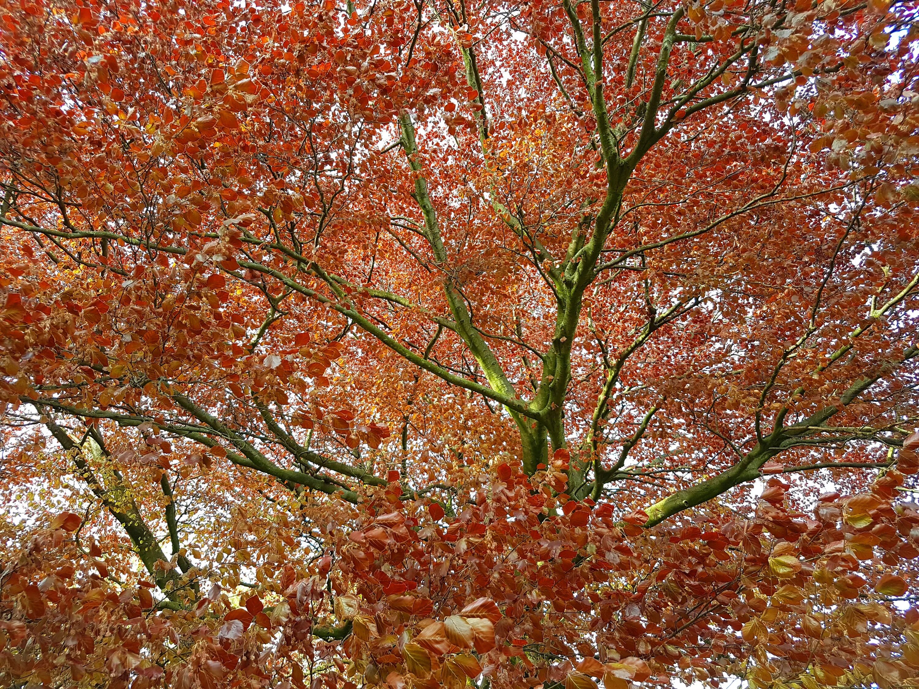Дерево с красными листьями. Дерево с красными листьями весной. Клен красный весной. Вишня пенсильванская осенью.