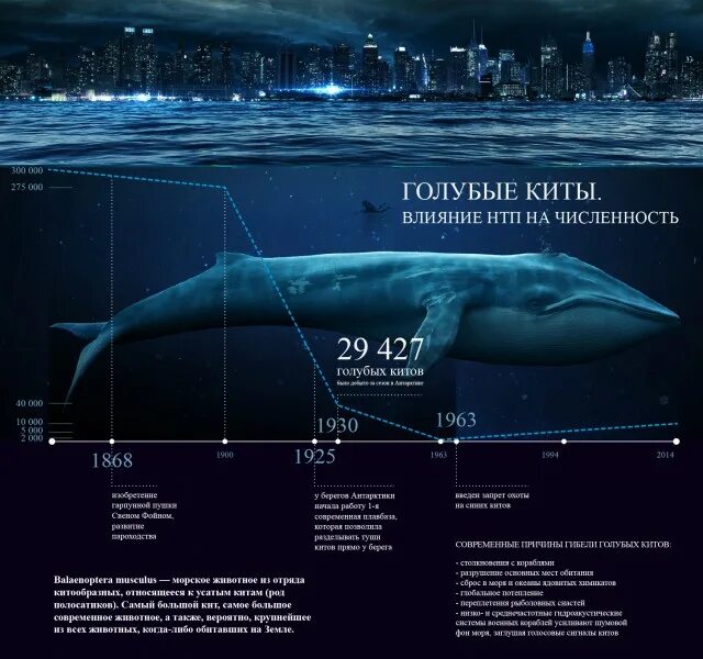 Самый большой кит размеры и вес. Размер синего кита в длину. Синий кит длина и вес. Сколько весит большой синий кит. Синий кит Размеры в сравнении.
