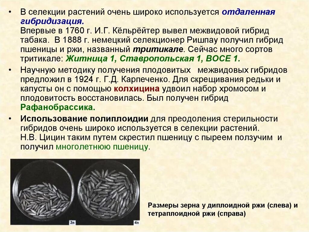 Отдаленная гибридизация в селекции. Отдалённая гибридизация растений. Селекция растений. Гибридизация в селекции растений.